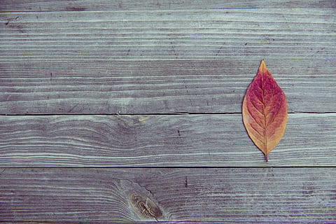 dry leaf, leaf, pattern, texture, wood, autumn, wood - Material, nature, backgrounds, season, red, brown, plank, yellow, table, directly above, no people, textured, still life, plant part, day, outdoors, high angle view, close-up, change, single object, natural pattern, wood grain, leaves, 5K, CC0, public domain, royalty free