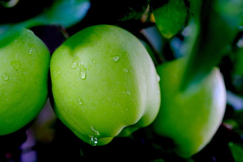 poma, pluja, fruita, degoteig, humit, gota de pluja, naturalesa, menjar, saludable, fruites, gota d’aigua, precipitar, jardí, vitamines, arbre, verd, aigua, poma verda, deliciós, sucós, saborós, fulles, menjar i beguda, frescor, alimentació saludable, primer pla, color verd, planta, benestar, tirar, centrar-se en primer pla, cap gent, grup d'objectes, fruita de poma, creixement, madur, 5K, CC0, domini públic, lliure de regalies