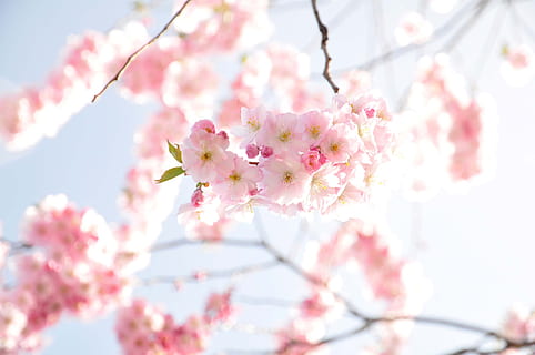 superficial, fotografía de enfoque, rosado, Cereza, flor, las flores, floreciente, primavera, soleado, Cerezo, floración, color rosa, planta floreciendo, planta, fragilidad, frescura, árbol, rama, belleza en la naturaleza, vulnerabilidad, flor de cerezo, crecimiento, naturaleza, vista de ángulo bajo, de cerca, nadie, día, al aire libre, cabeza de flor, flor del ciruelo, polen, blandura, racimo de flores, 2K, CC0, dominio público, libre de derechos