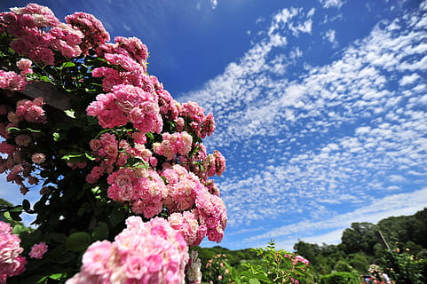 rose, sky, cool, plant, flower, flowering plant, growth, pink color, beauty in nature, freshness, fragility, nature, vulnerability, tree, low angle view, day, no people, close-up, blossom, sunlight, springtime, focus on foreground, outdoors, flower head, lilac, bunch of flowers, cherry blossom, 4K, CC0, public domain, royalty free