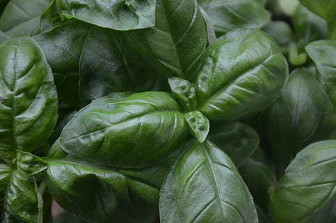 Basilikum, Pflanze, aromatisch, Gemüse, gesundes Essen, Essen und Trinken, Frische, Lebensmittel, grüne Farbe, Wohlbefinden, Nahansicht, Pflanzenteil, Blatt, keine Leute, Rohkost, Vollbild, Hintergründe, Tag, organisch, Blattgemüse, draußen, Natur, große gruppe von gegenständen, 4K, CC0, gemeinfrei, lizenzfrei