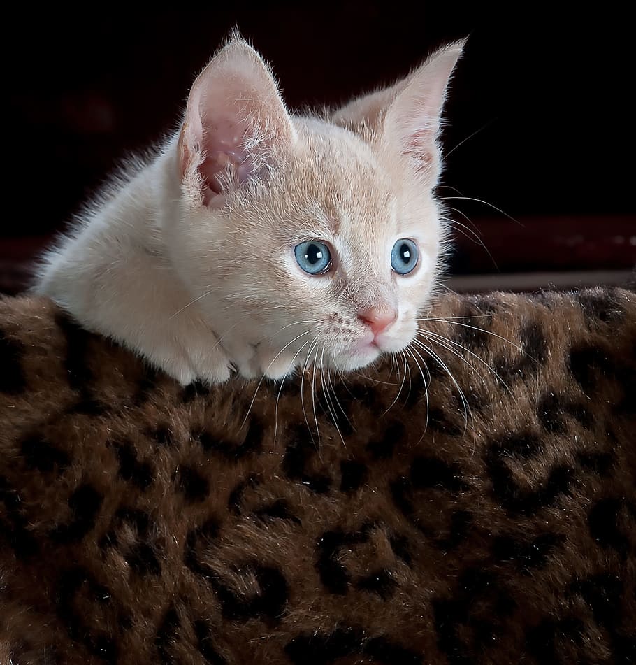 primer pla, foto, blanc, gatet, marró, negre, superfície d'impressió de lleopard, tabby, lleopard negre, estampat de lleopard, superfície, gat, mascota, animal, bonic, felí, nacional, jove, pell, adorable, la pota, juganer, amistat, gat domèstic, mascotes, un animal, temes d'animals, bigotis, mamífer, animals domèstics, vertebrats, cap gent, mirant cap a fora, a l'interior, mirant, retrat, part del cos dels animals, fons negre, ull d’animals, 1080P