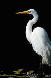 alba, ardea, de peu, costat, de, genial, ocell, egret, ocells, animals, fauna, temes d'animals, animal, un animal, vertebrats, animals a la natura, fauna animal, aigua, cap gent, Color blanc, naturalesa, bec, llac, gran egreta, posat, dia, zoologia, vista lateral, coll d'animals, 2K, CC0, domini públic, lliure de regalies