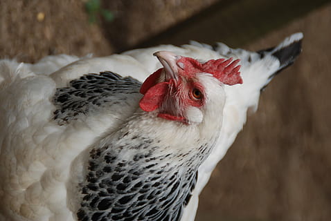 pollastre, pollastres, ou, Pasqua, naturalesa, animals, ocells, ocell, conjunt, ploma, pollets, factura, granja, cap, agricultura, cara, bestiar, pollastre - ocell, gall, animals domèstics, primer pla, temes d'animals, nacional, animal, mascotes, mamífer, vertebrats, un animal, centrar-se en primer pla, cap gent, Color blanc, cresta de l'animal, dia, animal masculí, cap d’animals, 4K, CC0, domini públic, lliure de regalies