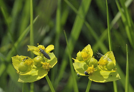 insetto, giallo, macro, foraggio, flora, natura, pianta, colore verde, fiore, foglia, primavera, estate, all'aperto, avvicinamento, freschezza, crescita, nessuno, pianta fiorita, fragilità, vulnerabilità, bellezza nella natura, animali allo stato selvatico, fauna selvatica, testa di fiore, petalo, invertebrato, animale, temi animali, un animale, impollinazione, 2K, CC0, dominio pubblico, privo di copyright