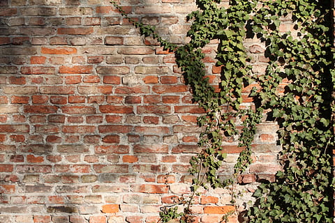 verde, pianta fogliare, Marrone, foglia verde, pianta, mattoni, parete, murato, edera, scalatore, cimitero del sud, Monaco, Germania, mattone, caratteristica della parete, vecchio, muro di mattoni, materiale lapideo, sfondi, nessuno, architettura, rosso, all'aperto, modello, esterno dell'edificio, struttura costruita, crescita, giorno, natura, costruzione, scala, foglia, parte vegetale, muro di pietra, 4K, CC0, dominio pubblico, privo di copyright
