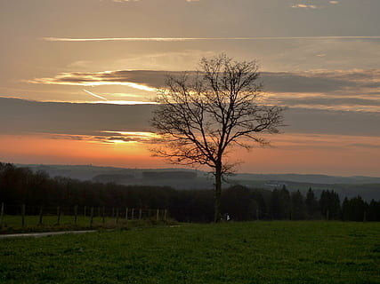 árvore, pôr do sol, por do sol, céu noturno, silhueta, colorida, ar, panorama, Luxemburgo, céu, beleza na natureza, cena tranquila, scenics - natureza, plantar, tranquilidade, nuvem - céu, meio Ambiente, árvore nua, cor laranja, terra, campo, cena não urbana, natureza, idílico, ninguém, Dom, ao ar livre, 4K, CC0, domínio público, royalty free
