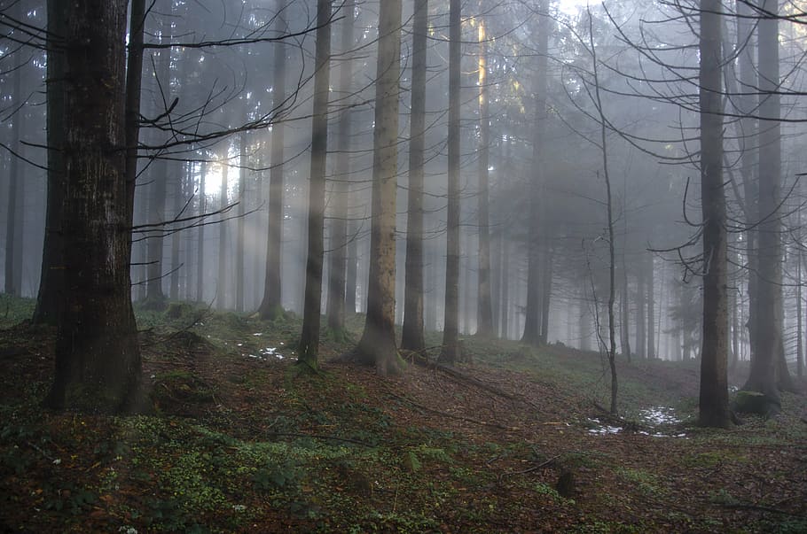fotografia di paesaggio, foresta, giorno, luce, raggio di luce, umore, alberi, allagato, misticismo, illuminazione, albero, natura, nessuno, paesaggio, tronco d'albero, all'aperto, terra, tronco, pianta, nebbia, bosco, bellezza nella natura, la tranquillità, scena tranquilla, scena non urbana, ramo, scenics - natura, ambiente, crescita, nebbioso, streaming, 4K