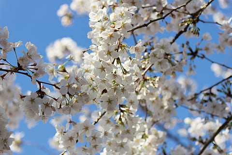Kirschbaum, Frühling, Japan, Pflanze, Baum, blühen, Wachstum, Zerbrechlichkeit, Verletzlichkeit, Ast, blühende Pflanze, Blume, Frische, Schönheit in der Natur, Flachwinkelansicht, Nahansicht, Tag, Natur, weiße Farbe, keine Leute, Kirschblüte, Himmel, draußen, Blütenkopf, 5K, CC0, gemeinfrei, lizenzfrei