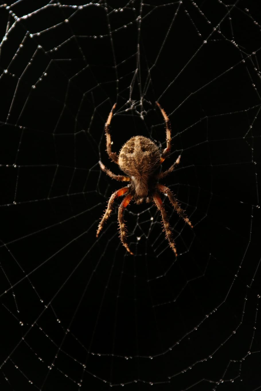 ragnatela, nero, ragno, web, bug, ragno, web, nero, insetto, aracnide, natura, animale, macro, spaventoso, avvicinamento, un animale, temi animali, sopravvivenza, gamba animale, invertebrato, artropodo, animali allo stato selvatico, fauna selvatica, fragilità, nessuno, zoologia, vulnerabilità, all'aperto, giorno, complessità, 5K