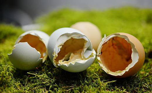 cáscara de huevo, tramado, roto, cáscara, escotilla, pollos, abierto, vida de campo, pollitos, naturaleza, comida, hongo, orgánico, frescura, hierba, huevo, comida y bebida, de cerca, grupo de objetos, color verde, nadie, centrarse en primer plano, celebracion, enfoque selectivo, Pascua de Resurrección, planta, huevo de Pascua, vacaciones, al aire libre, 5K, CC0, dominio público, libre de derechos
