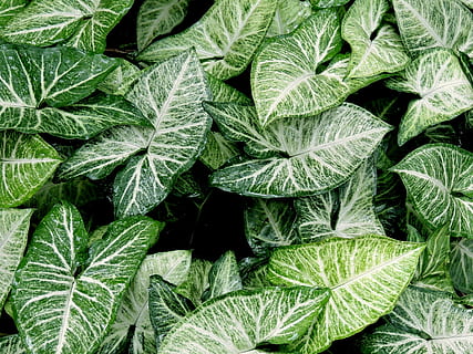 planta folheada verde, verde, sai, natureza, padronizar, plantar, formas, vista do topo, folha, cor verde, agricultura, comida e bebida, quadro completo, vegetal, ninguém, frescura, crescimento, parte da planta, origens, dia, fechar-se, beleza na natureza, visão de alto ângulo, diretamente acima, Comida, erva, ao ar livre, 4K, CC0, domínio público, royalty free