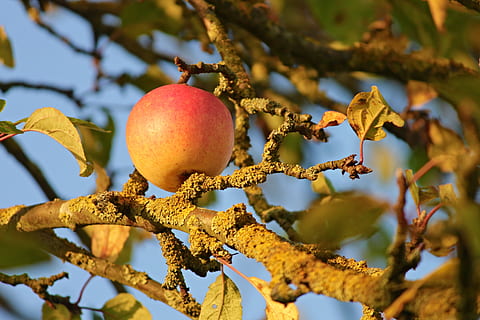 obuolys, Obuolių medis, šakos, pynimas, vaisiai, pobūdį, ruduo, derlius, medis, kernobst gewaechs, raudona, vitaminų, maisto, lapai, sodas, sveikas, vasaros pabaigoje, skanus, frisch, filialas, oranžinė, geltona, Uždaryti, mityba, vaismedis, valgyti, gyvybiškai svarbios medžiagos, augalų, Maistas ir gėrimai, sveika mityba, sutelkti dėmesį į naujas žinias, augimą, nėra žmonių, dieną, šviežumas, saulės šviesa, gerovę, augalų dalis, lauke, Iš arti, grožis gamtoje, subrendęs, 4K, CC0, Viešasis domenas, nemokamai