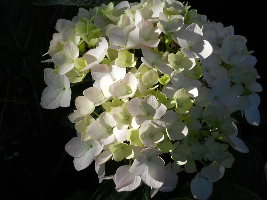 bianca, fiori di ortensia, nero, sfondo, ortensia, fiori, mazzo, minuscolo, piccolo, fioriture, fioritura, piante, luminosa, sfondo scuro, sfondo nero, illuminato, illuminazione, natura morta, fleurs, floreale, decorativo, ornamentale, fresco, delicato, morbido, petali, fiore, pianta, vulnerabilità, pianta fiorita, bellezza nella natura, fragilità, crescita, petalo, freschezza, Colore bianco, avvicinamento, infiorescenza, testa di fiore, natura, nessuno, parte vegetale, notte, foglia, all'aperto, primavera, un mazzo di fiori, lilla, 2K