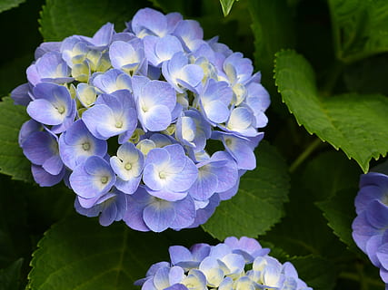 hydrangea, bunga, violet, alam, menanam, daun bunga, daun, musim panas, merapatkan, tanaman berbunga, kerentanan, kerapuhan, kesegaran, keindahan di alam, pertumbuhan, hal berkembang, kepala bunga, ungu, bagian tanaman, tidak ada orang, hari, fokus pada latar depan, seikat bunga, 4K, CC0, domain publik, bebas royalti