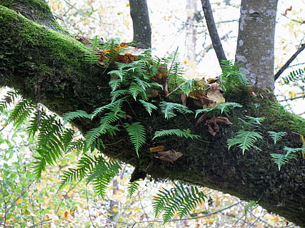 Fern, träd, träd, mos, mos, skog, natur, oregon, ormbunke, träd, mossa, skog, grön färg, trädstam, inget folk, växt, trunk, tillväxt, dag, skönhet i naturen, utomhus, fokusera på förgrunden, närbild, lugn, blad, landa, växtdel, tall, barrträd, 2K, CC0, offentligt domän, royaltyfria