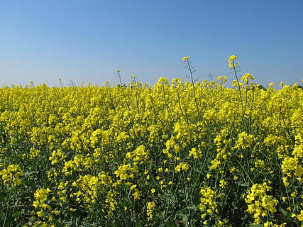 colza, camps, flor, groc, bellesa a la natura, planta, creixement, camp, agricultura, planta amb flors, cultiu, terra, paisatge, cel, escena rural, frescor, escenics - natura, granja, naturalesa, tranquil·litat, planta de mostassa, cap gent, primavera, plantació, 2K, CC0, domini públic, lliure de regalies