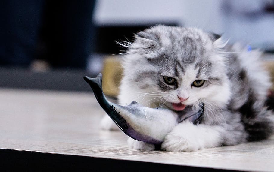 kat, spise, fisk, indenlandske kat, kæledyr, husdyr, selektiv fokusering, indendørs, fokus på forgrunden, indenlandske, pattedyr, dyr, dyre temaer, feline, et dyr, lempelse, hvirveldyr, bord, bakkenbart, ingen mennesker, tæt på, dyr kropsdel, killing, dyr hoved, 4K