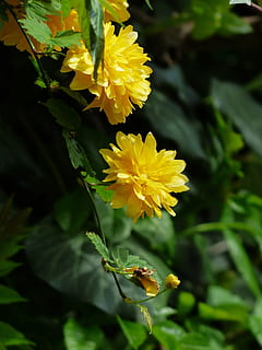 žiedas, žydi, geltona, krūmas, filialas, japonų kerrie, kerria japonica, yamabuki, ranunkel krūmas, gintaras, kerrija, rožė, rosaceae, dekoratyviniai augalai, kerria japonica pleniflora, pleniflora, gėlė, augalų, lapai, pobūdį, trapumas, žydintys augalai, augimą, grožis gamtoje, pažeidžiamumas, šviežumas, žiedlapis, Iš arti, gėlių galva, žiedynas, augalų dalis, nėra žmonių, dieną, sutelkti dėmesį į naujas žinias, žalia spalva, lauke, 4K, CC0, Viešasis domenas, nemokamai