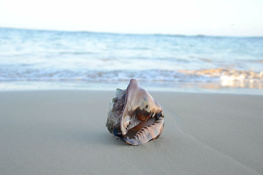 Marrone, conchiglia, riva del mare, conchiglia sulla spiaggia, sabbia, spiaggia, estate, mare, viaggio, blu, acqua, sole, ricorrere, oceano, soleggiato, sabbia della spiaggia, tropicale, luce del sole, souvenir, giorno, all'aperto, rilassamento, mollusco, paesaggio marino, terra, animale, orizzonte sull'acqua, natura, temi animali, nessuno, orizzonte, un animale, fauna selvatica, singolo oggetto, cielo, guscio di animale, marino, 4K