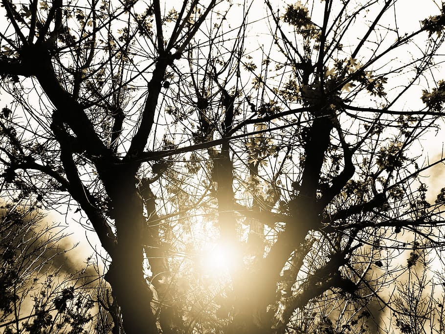vespre, arbre, sec, branques, naturalesa, sortir, planta, medi ambient, fusta, estiu, cel, bosc, terra, sequera, tronc, paisatge, ecologia, full, creixement, color, mort, natural, a l'aire lliure, clima, sol, posta de sol, brillant, escena, llum solar, cel del capvespre, temps, silueta, raig de sol, taronja, assolellat, tranquil, tarda, horitzó, crepuscle, temporada, branca, tranquil·litat, vista d’angle baix, bellesa a la natura, cap gent, dia, escenics - natura, escena tranquil·la, tronc de l'arbre, streaming, copa de l'arbre, 2K