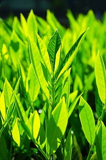 yapraklar, yeşil, arka ışık, yapraklar, yeşil, açık yeşil, yeşilin tonları, parlak, prunus laurocerasus, çalı, bitki, laurocerasus officinalis, gül serası, gülgiller, süs çalı, süs bitkisi, bayberry, laurus, Yaprak, yeşil renk, tazelik, tarım, büyüme, doğa, bitki bölümü, kapatmak, doğada güzellik, insansız, gün, arazi, alan, ön plana odaklanmak, açık havada, ot, seçici odak, yiyecek ve içecek, huzur, Gıda, fidanlık, 5K, CC0, kamu malı, telif ücretsiz