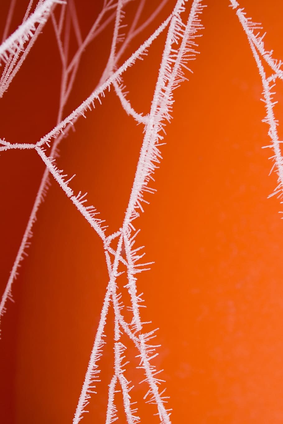 frossen, edderkopp, web, spindelvev, frost, vann, dugg, kald, is, ze, tekstur, skjørhet, oransje, iskald, nærbilde, ingen folk, farget bakgrunn, bakgrunn, oransje farge, studio skudd, abstrakt, selektiv fokusering, full ramme, helsevesen og medisin, innendørs, rød, mønster, natur, forstørrelse, skjønnhet i naturen, anlegg, ekstrem nærbilde, enkelt objekt, 2K
