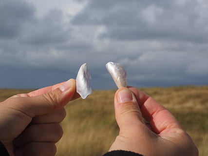 shell, peces de petxina, brillantor, brillant, mare de perla, recobriment de perla, Mar del nord, sylt, mà humana, mà, part del cos humà, part del cos, celebració, cel, núvol - cel, una persona, naturalesa, terra, dit, dit humà, dia, centrar-se en primer pla, a l'aire lliure, primer pla, perspectiva personal, paisatge, activitat d'oci, 4K, CC0, domini públic, lliure de regalies