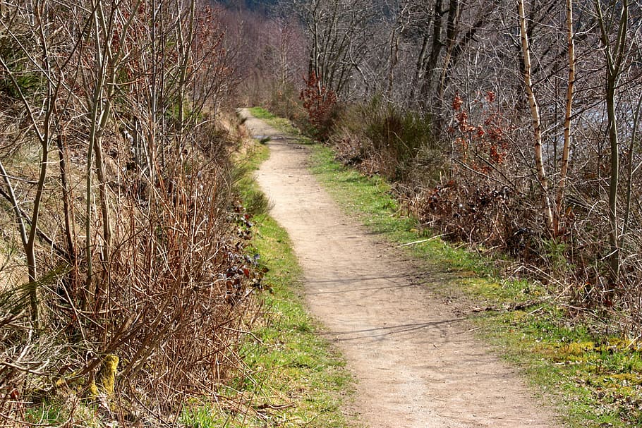 væk, Skov, sti, landskab, skov sti, natur, vandring, vandretur, lige, hvile, stille, landbrug, landlige scene, græs, ingen mennesker, plante, vejen frem, retning, træ, jord, dag, vækst, ro, skønhed i naturen, ikke-urbane scene, rolig scene, udendørs, scenics - natur, vej, miljø, 5K