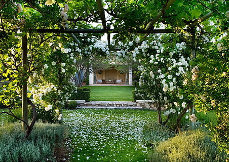 prieel, plafond, groen, fabriek, boom, groei, bloem, groene kleur, bloeiende plant, schoonheid in de natuur, natuur, dag, architectuur, ingebouwde structuur, geen mensen, gras, kalmte, park, voor- of achtertuin, buitenkant van het gebouw, versheid, park - door de mens gemaakte ruimte, buitenshuis, tuinpad, 1080P, CC0, publiek domein, royaltyvrij