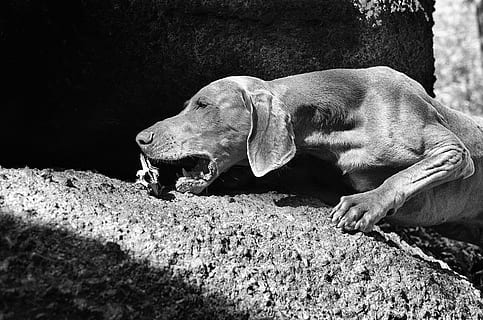 beenderen, weimaraner, hond, dier, dierlijke thema's, zoogdier, één dier, gewerveld, rock - object, geen mensen, rots, solide, dieren in het wild, dierenleven, natuur, dag, zijaanzicht, huisdieren, dierlijke lichaamsdeel, zonlicht, buitenshuis, dieren in gevangenschap, ontspanning, mond open, dierenkop, dierlijke mond, 1080P, CC0, publiek domein, royaltyvrij
