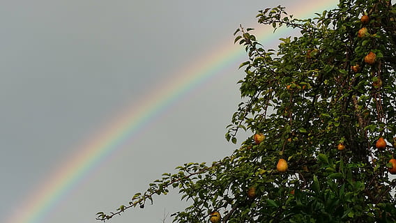 rainbow, sky, plant, tree, pear, beauty in nature, multi colored, low angle view, nature, no people, scenics - nature, tranquility, day, growth, outdoors, idyllic, fruit, orange color, food and drink, tranquil scene, double rainbow, 5K, CC0, public domain, royalty free