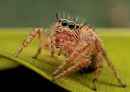 fotografia macro, marró, aranya, phidippus audax spider, verd, full, saltar aranya, macro, aràcnids, temes d'animals, invertebrat, animal, un animal, insecte, fauna animal, animals a la natura, artròpode, primer pla, zoologia, naturalesa, part del cos dels animals, cames d’animal, centrar-se en primer pla, planta, color verd, cap gent, ull d’animals, a l'aire lliure, cap d’animals, 4K, CC0, domini públic, lliure de regalies