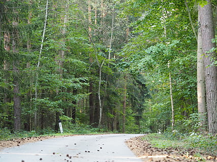 lontano, sentiero, percorso migratorio, escursioni a piedi, natura, paesaggio, prato, alberi, enge, le foglie, legna, arbusti, pista, passaggio, cespugli, wegchen, riposo, silenzioso, rilassamento, recupero, pensiero, sfondo, escursione, sentiero nel bosco, verde, erba, Lichtspiel, solitario, ancora, idillio, foresta, albero, pianta, terra, colore verde, crescita, bellezza nella natura, bosco, la tranquillità, nessuno, scena non urbana, giorno, scena tranquilla, scenics - natura, fogliame, fogliame lussureggiante, ambiente, all'aperto, bosco di pini, albero di conifere, 4K, CC0, dominio pubblico, privo di copyright