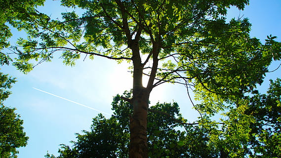 sole, albero, cielo, verde, natura, paesaggio, estate, corona, ceppo, giorno, Inquadratura dal basso, all'aperto, nessuno, colore verde, Paesaggi, bellezza nella natura, pianta, crescita, scia di vapore, la tranquillità, luce del sole, nuvola - cielo, scena tranquilla, foresta, scenics - natura, terra, soleggiato, baldacchino di albero, 4K, CC0, dominio pubblico, privo di copyright
