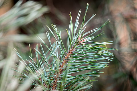 grannåle, nåletræ, fyrretræ, nåle, pinjekegler, hanen, træ, fyrgren, afdeling, vækst, plante, grøn farve, skønhed i naturen, natur, tæt på, dag, fokus på forgrunden, ingen mennesker, selektiv fokusering, udendørs, plante del, blad, ro, nål - plante del, jord, Mark, plantage, 5K, CC0, offentligt domæne, royaltyfrie