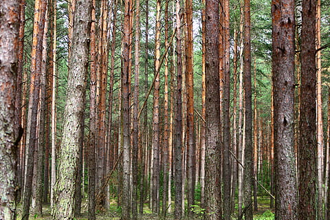 bosc, pi, arbres, agulles, picea, arbre, estiu, tardor, raig de sol, arbre de coníferes, llum, naturalesa, coníferes forestals, primavera, pinya de pi, conífera, tronc, tronc de l'arbre, terra, planta, tranquil·litat, creixement, cap gent, escena tranquil·la, bellesa a la natura, marc complet, dia, abundància, escenics - natura, a l'aire lliure, bambú, bosc de pi, bambú - planta, arbre de fulla perenne, 5K, CC0, domini públic, lliure de regalies