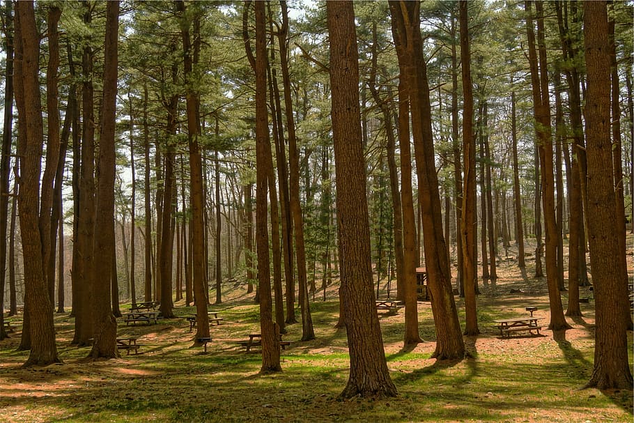 taules de pícnic, bosc, durant el dia, arbres, boscos, herba, parc, arbre, pi, naturalesa, tronc de l'arbre, a l'aire lliure, escenics, paisatge, cap gent, planta, terra, tronc, tranquil·litat, bellesa a la natura, creixement, escena no urbana, escena tranquil·la, abundància, dia, escenics - natura, llum solar, idíl·lic, bosc de pi, arbre de coníferes, bambú - planta, 1080P