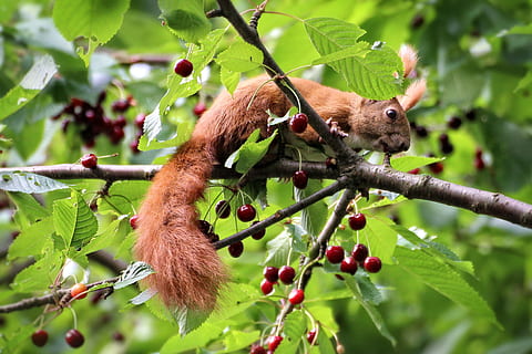 scoiattolo marrone, scoiattolo, ciliegie, albero, amarena, estate, natura, animale, foglia, parte vegetale, ramo, fauna selvatica, temi animali, pianta, mammifero, un animale, frutta, animali allo stato selvatico, cibo e bevande, cibo, vertebrato, mangiare sano, nessuno, giorno, mangiare, all'aperto, 2K, CC0, dominio pubblico, privo di copyright