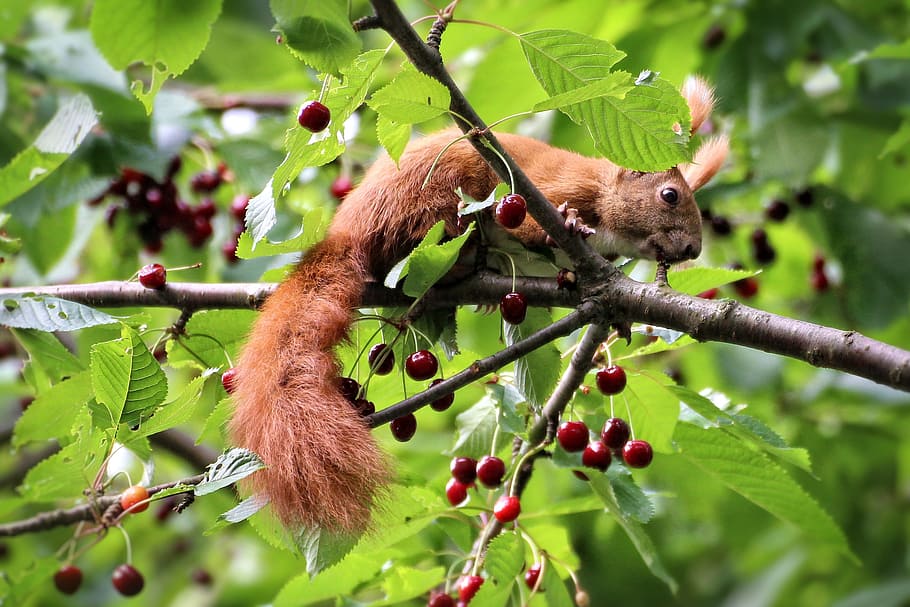 scoiattolo marrone, scoiattolo, ciliegie, albero, amarena, estate, natura, animale, foglia, parte vegetale, ramo, fauna selvatica, temi animali, pianta, mammifero, un animale, frutta, animali allo stato selvatico, cibo e bevande, cibo, vertebrato, mangiare sano, nessuno, giorno, mangiare, all'aperto, 2K