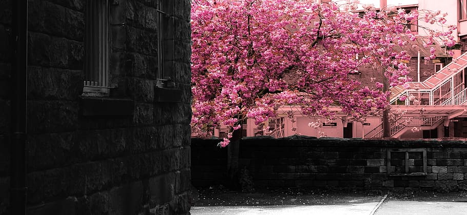 Frühling, Baum, Ast, Geäst, Jahreszeit, Natur, Hintergrund, Lichteffekt, Blume, Blumen, die Architektur, gebaute Struktur, Pflanze, blühende Pflanze, Gebäudehülle, Wachstum, Frische, blühen, pinke Farbe, Gebäude, Zerbrechlichkeit, Tag, Schönheit in der Natur, Kirschblüte, keine Leute, draußen, Kirschbaum, Kanal, 1080P