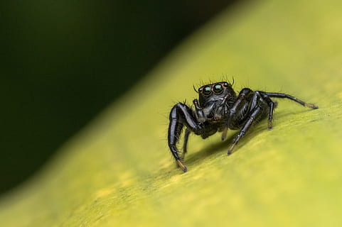 macro, error, saltar, naturalesa, animal, aranya, salticidae, vida salvatge, un animal, temes d'animals, animals a la natura, fauna animal, insecte, invertebrat, artròpode, primer pla, aràcnids, enfocament selectiu, part del cos dels animals, cap gent, cames d’animal, saltar aranya, zoologia, ampliació, ull d’animals, 4K, CC0, domini públic, lliure de regalies