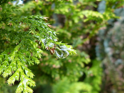 Regentropfen, tropfen, Wasser, Reflexion, Regen, nass, Perlen, Oberflächenspannung, Natur, Wassertropfen, Makro, schließen, Schärfe, Tröpfchen, Oberfläche, Stromspannung, Nadelbaum, Präzipitat, Baum, Ast, Pflanze, Blatt, grüne Farbe, Wald, Nahansicht, Wachstum, Fokus auf den Vordergrund, Schönheit in der Natur, Pflanzenteil, Tag, keine Leute, selektiver Fokus, draußen, Frische, Ruhe, Essen und Trinken, Sonnenlicht, Kiefer, Tannenbaum, 4K, CC0, gemeinfrei, lizenzfrei