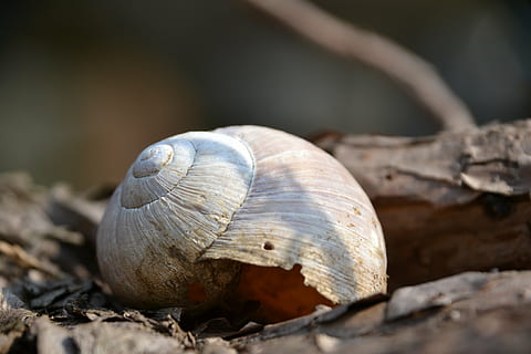 skal, snegl shell, afdeling, dyreliv, dyre temaer, dyr, dyreskal, tæt på, mollusk, havsnegle, snegl, dyr i naturen, ingen mennesker, et dyr, natur, dag, hvirvelløse, selektiv fokusering, træ, kedsomhed, plante, jord, udendørs, kravle, overflade niveau, 4K, CC0, offentligt domæne, royaltyfrie