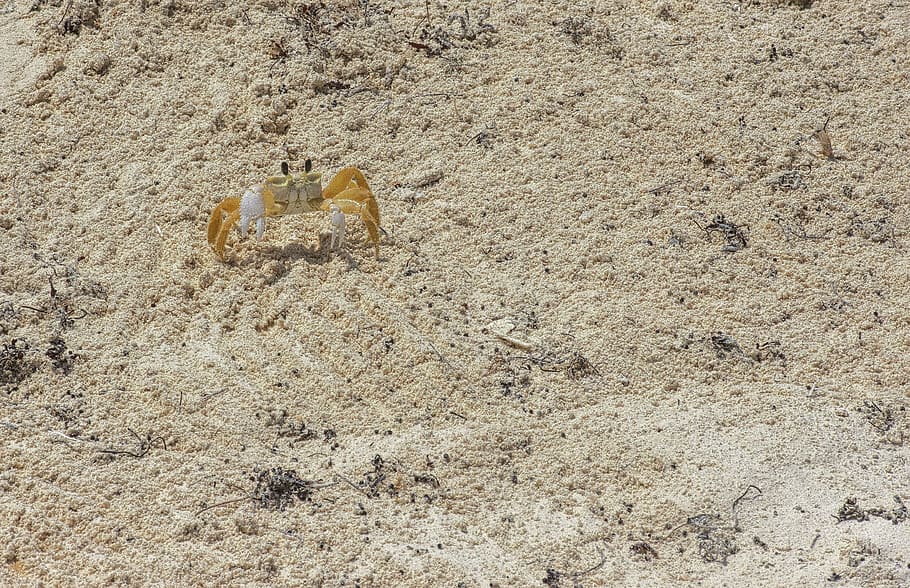 sabbia, Gambero, Granchio, natura, crostaceo, frutti di mare, acqua, mare, gamberi, temi animali, giorno, nessuno, all'aperto, animali allo stato selvatico, clima arido, avvicinamento, mammifero, terra, spiaggia, vista dall'alto, luce del sole, animale, giallo, fauna selvatica, natura morta, un animale, strutturato, Marrone, scarpa, 5K