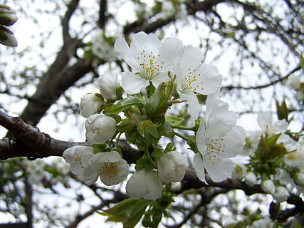 kirsebær, treblomst, hvit, kirsebærtre, hvit blomst, kirsebærtre blomst, frukttrær, blomst, tre, blomstre, hvit farge, gren, epletre, anlegg, blomstrende plante, skjørhet, vekst, sårbarhet, skjønnhet i naturen, friskhet, nærbilde, dag, natur, petal, våren, lav vinkel visning, blomsterhodet, ingen folk, pollen, kirsebærblomst, utendørs, vår, en haug med blomster, 2K, CC0, offentlig domene, opphavsrett gratis