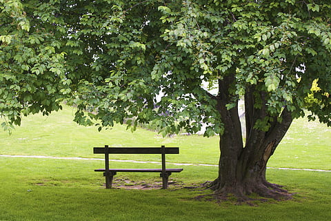 panchina, albero, erba, parco, verde, vuoto, pianta, posto a sedere, colore verde, natura, bellezza nella natura, panchina del parco, la tranquillità, crescita, tronco d'albero, tronco, nessuno, parco - spazio creato dall'uomo, assenza, terra, campo, all'aperto, 4K, CC0, dominio pubblico, privo di copyright