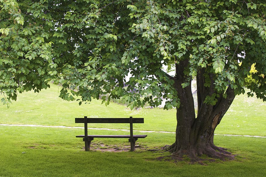 panchina, albero, erba, parco, verde, vuoto, pianta, posto a sedere, colore verde, natura, bellezza nella natura, panchina del parco, la tranquillità, crescita, tronco d'albero, tronco, nessuno, parco - spazio creato dall'uomo, assenza, terra, campo, all'aperto, 4K