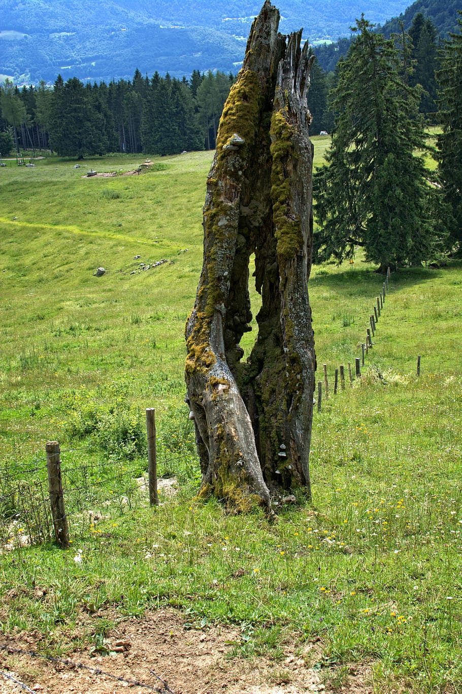 arbre vell, culata, arbre, monstre de l'arbre, trencat, tronc de l'arbre, arbre mort, naturalesa, fusta, vell, mort, decaïment, Strunk, tribu, planta, herba, color verd, terra, camp, dia, cap gent, paisatge, bellesa a la natura, tronc, creixement, tranquil·litat, medi ambient, escena tranquil·la, escenics - natura, a l'aire lliure, llum solar, 5K