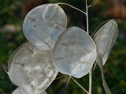 silberling, un any, fulla de plata, full, fulles, planta, naturalesa, plata, arbust, fulla hortícola de plata, silvas de judas, judas pfennig, vall de plata, jardí lunaria, planta ornamental, schötchen, herba, brilli, primer pla, cap gent, centrar-se en primer pla, dia, creixement, bellesa a la natura, a l'aire lliure, art i artesania, forma, creativitat, vulnerabilitat, camp, parc, part de la planta, Color blanc, bolets, tranquil·litat, 2K, CC0, domini públic, lliure de regalies